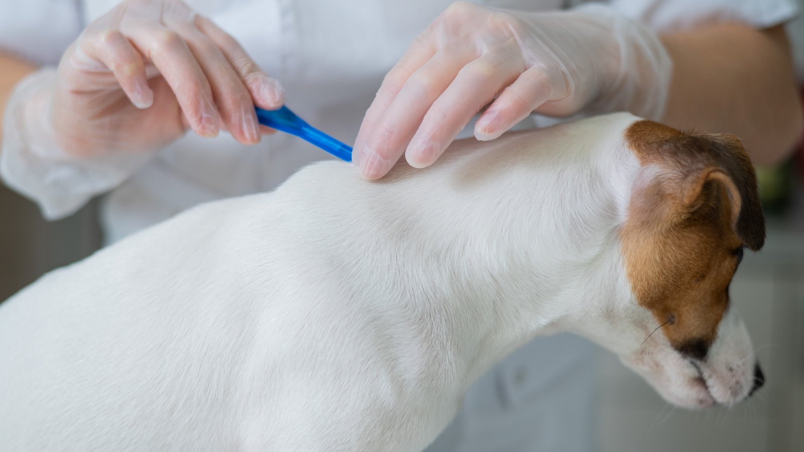 Figure 4. Applying tick prevention to a dog to reduce the risk of tick-borne infections.