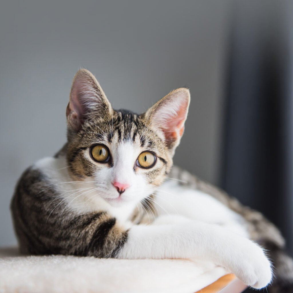 Leptospirosis in Cats