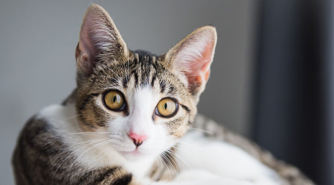 Leptospirosis in Cats