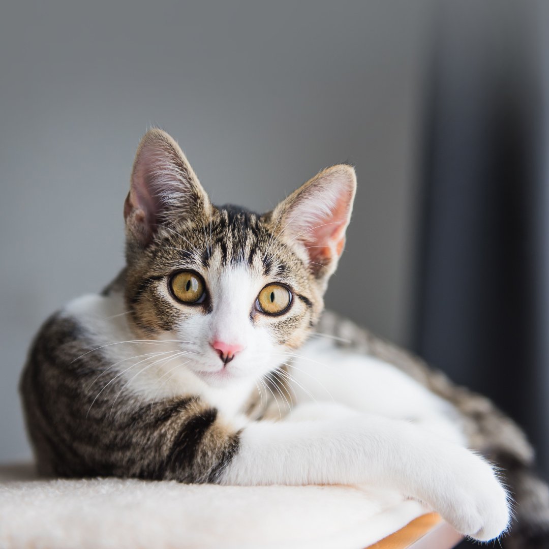 Leptospirosis in Cats