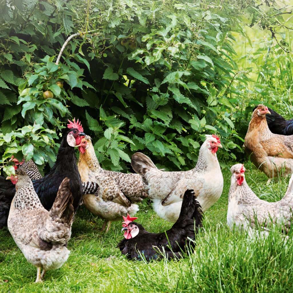 Salmonella typhimurium in Chickens: Early Detection Protects Your Flock