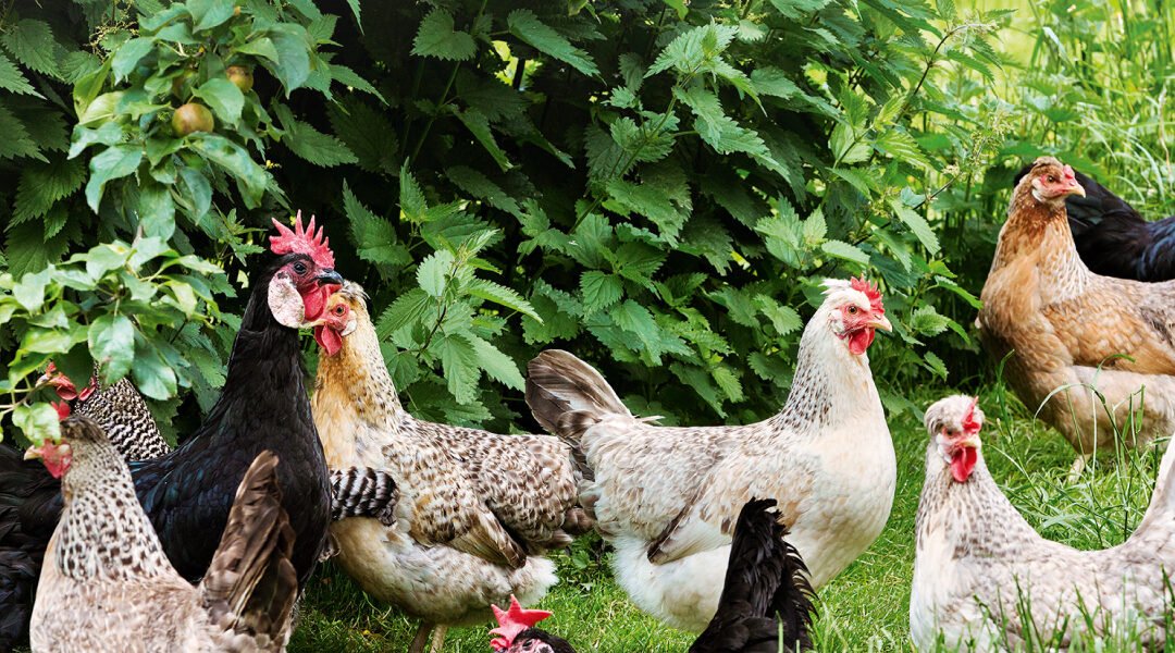 Salmonella typhimurium in Chickens: Early Detection Protects Your Flock