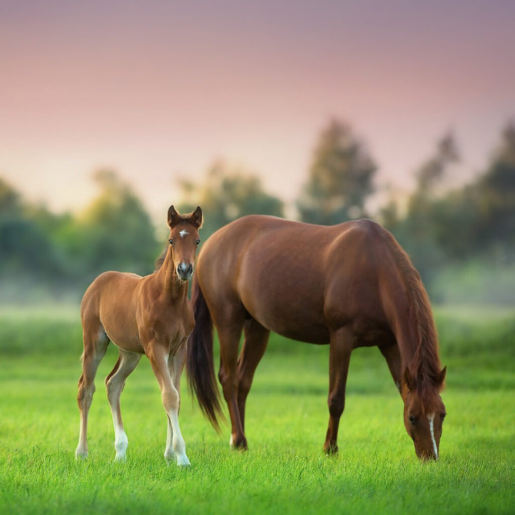 Theileria equi in Horses: Early Detection Protects Your Stable