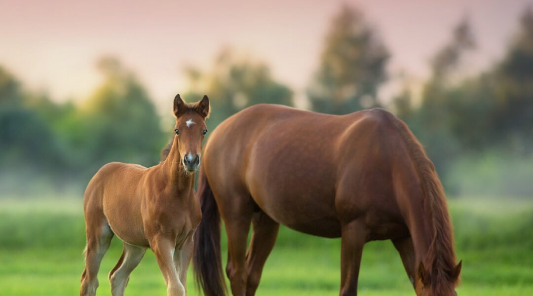 Theileria equi in Horses: Early Detection Protects Your Stable