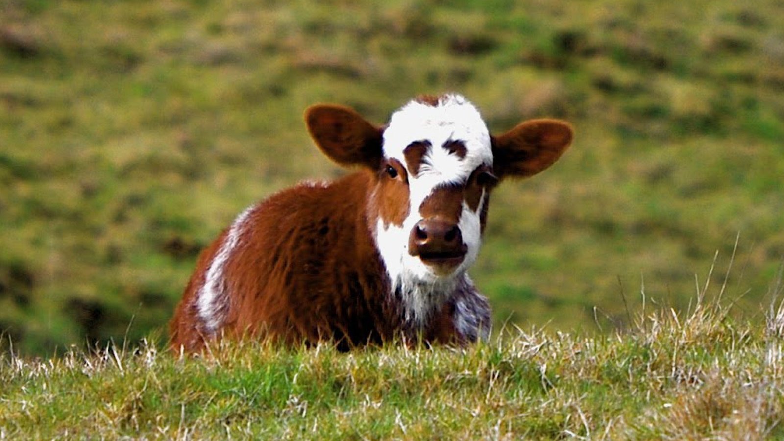 Vitrosens’ Rapid Lateral Flow Solution for Cryptosporidium parvum