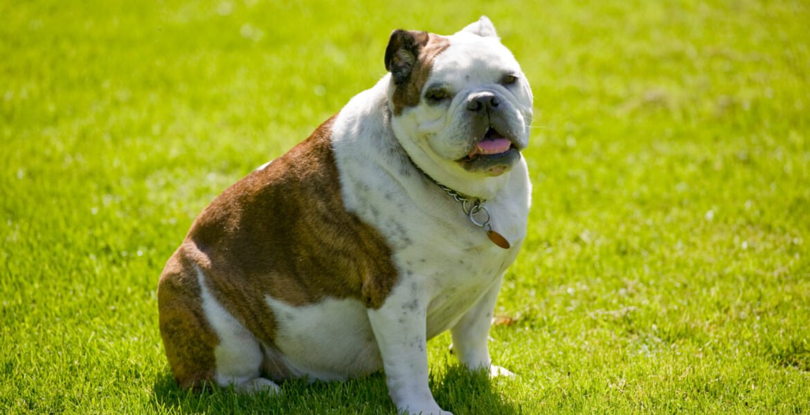 cTSH, cT4, cFT4 Cover Image