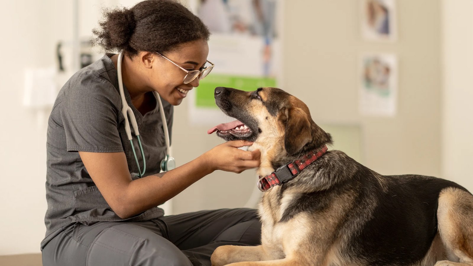 Figure 1. Dog laying in a veterinary clinic during a routine medical exam.