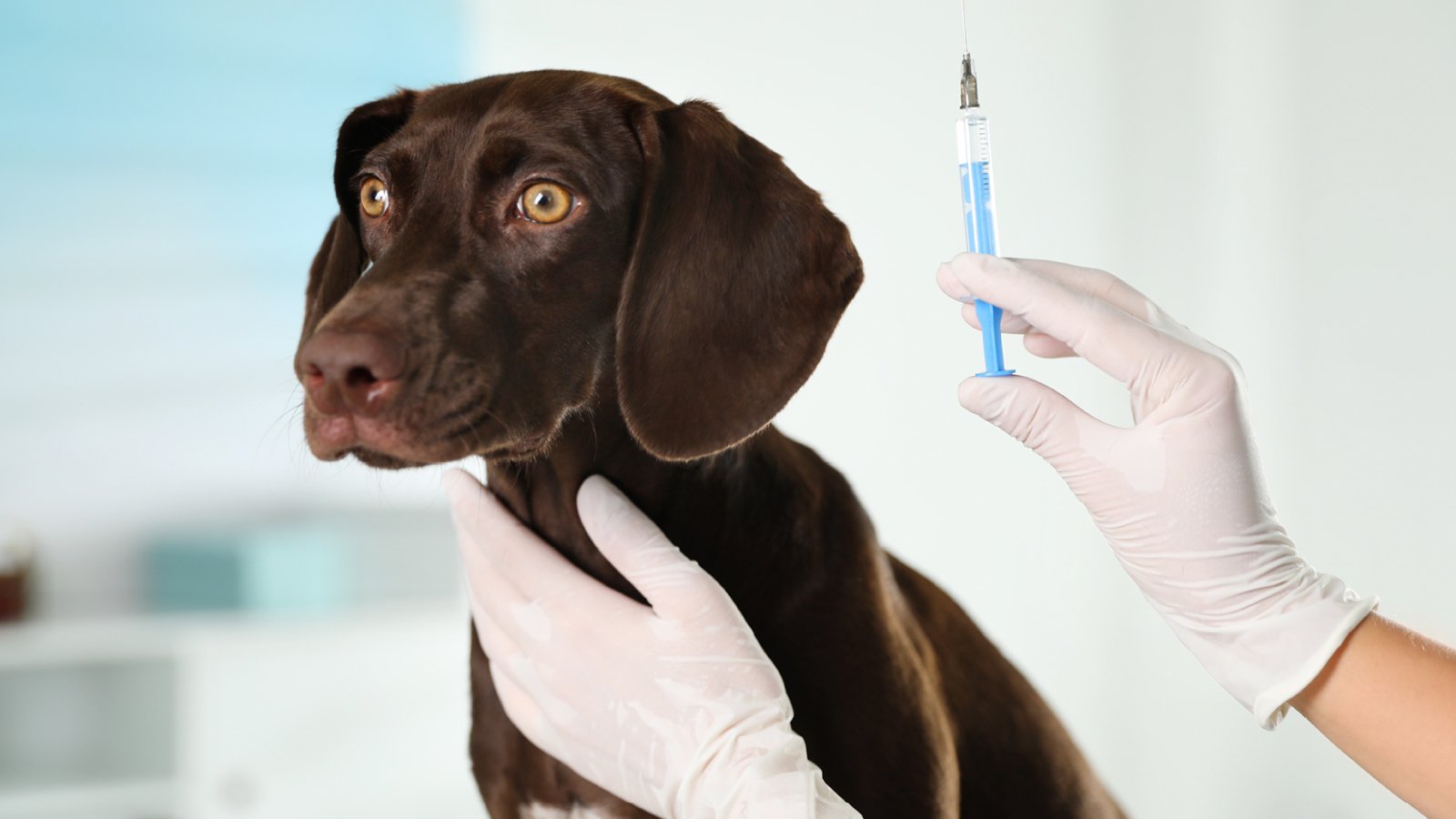 Figure 2. A veterinarian prepares to collect a blood sample from a dog for adrenal function testing used in cortisol evaluation.