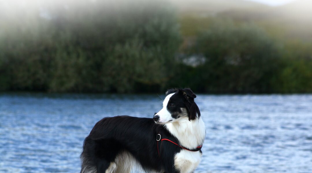 Canine cCortisol Rapid Test Kit