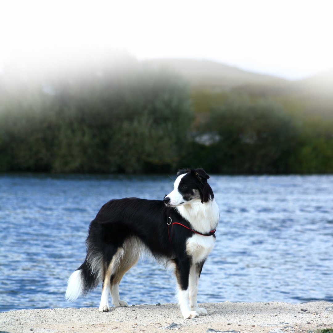 Canine cCortisol Rapid Test Kit