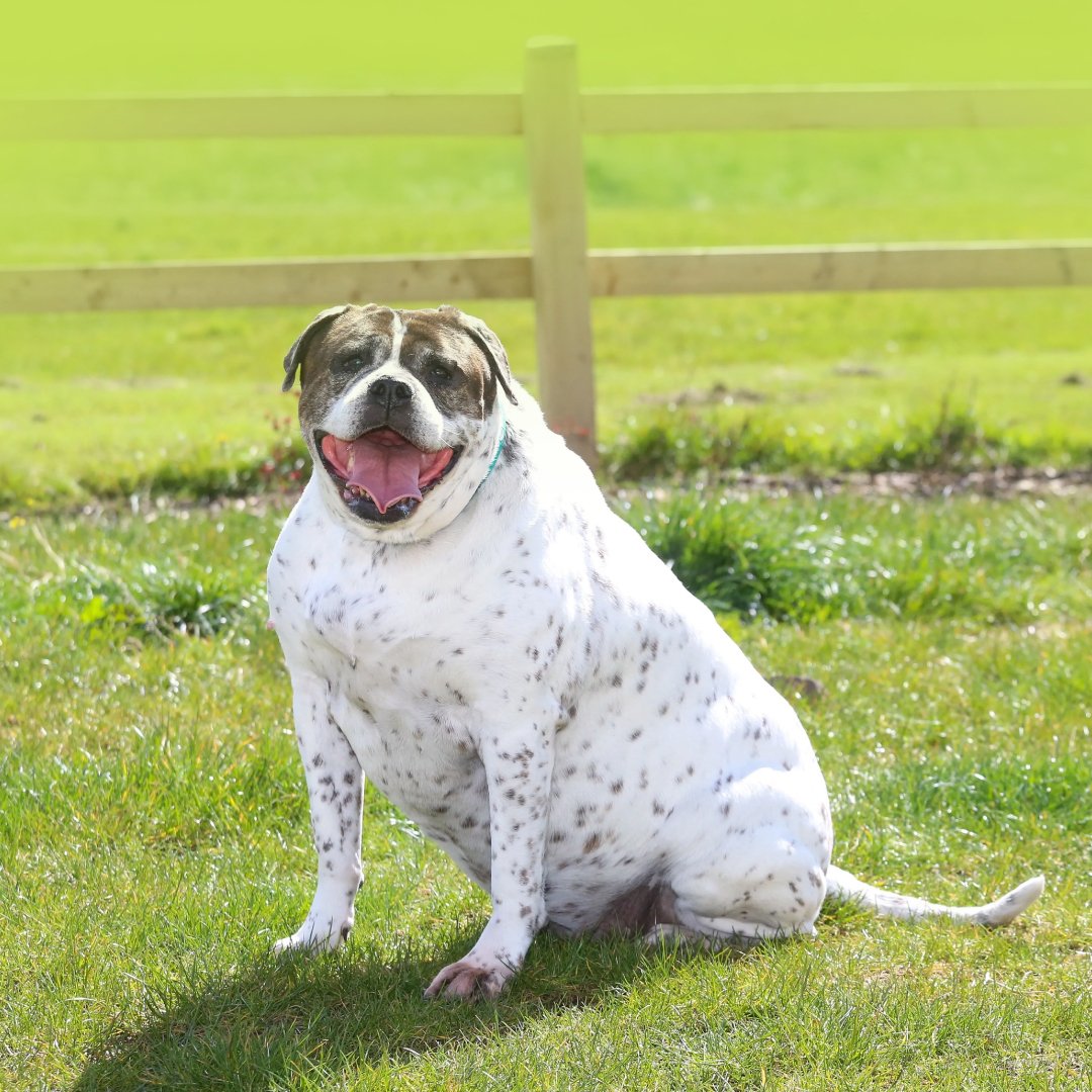Figure 1. An overweight dog resting on the grass.