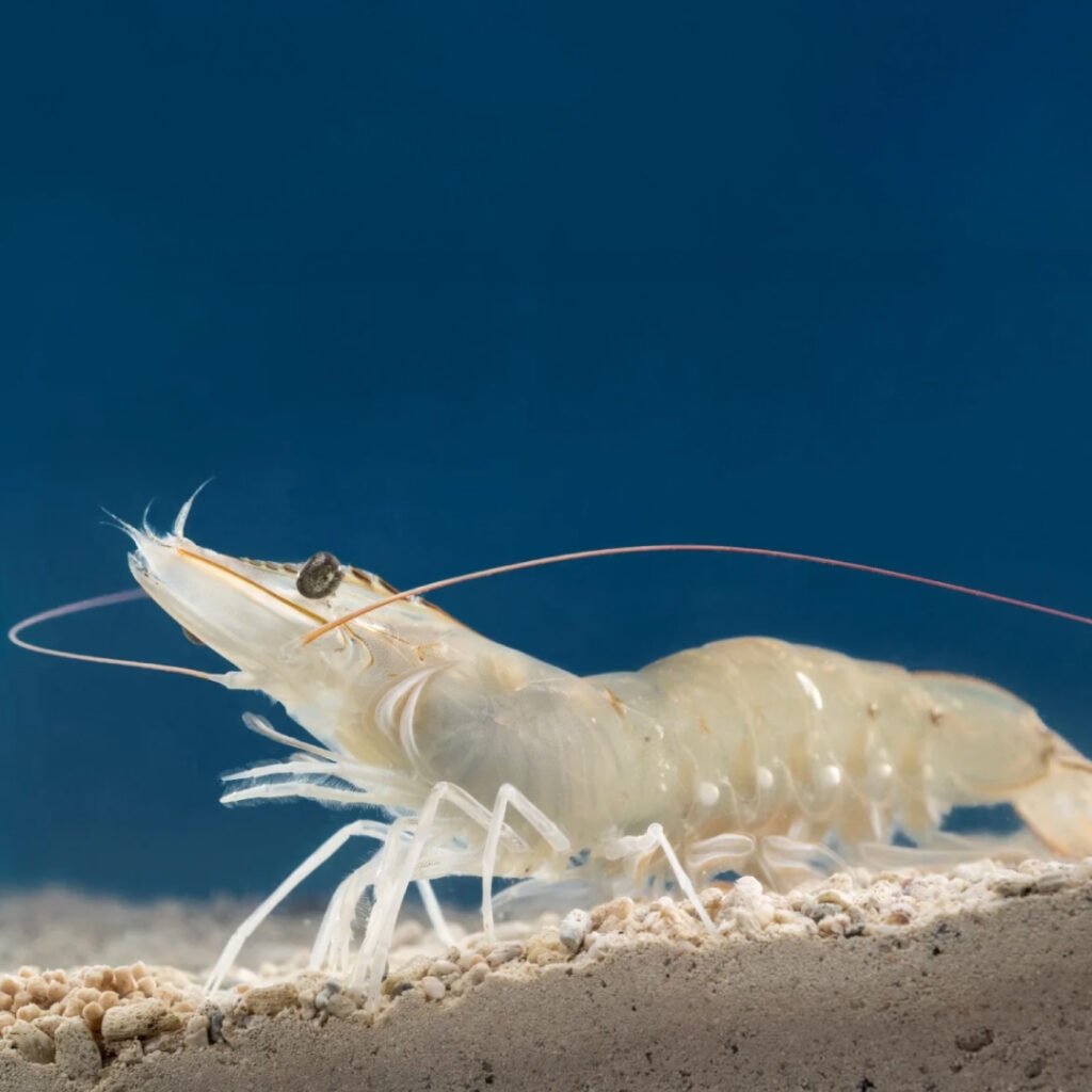 Decapod Iridescent Virus 1 (DIV1) in Shrimp: What to Know