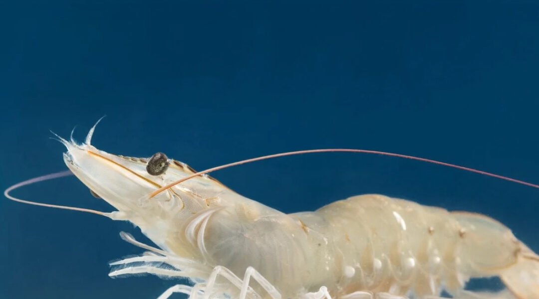 Decapod Iridescent Virus 1 (DIV1) in Shrimp: What to Know