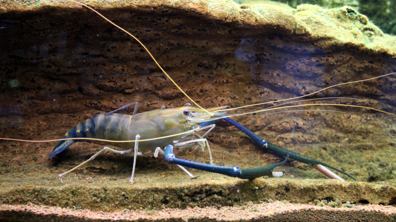 Figure 1. An adult giant freshwater prawn (Macrobrachium rosenbergii) in a aquatic habitat.