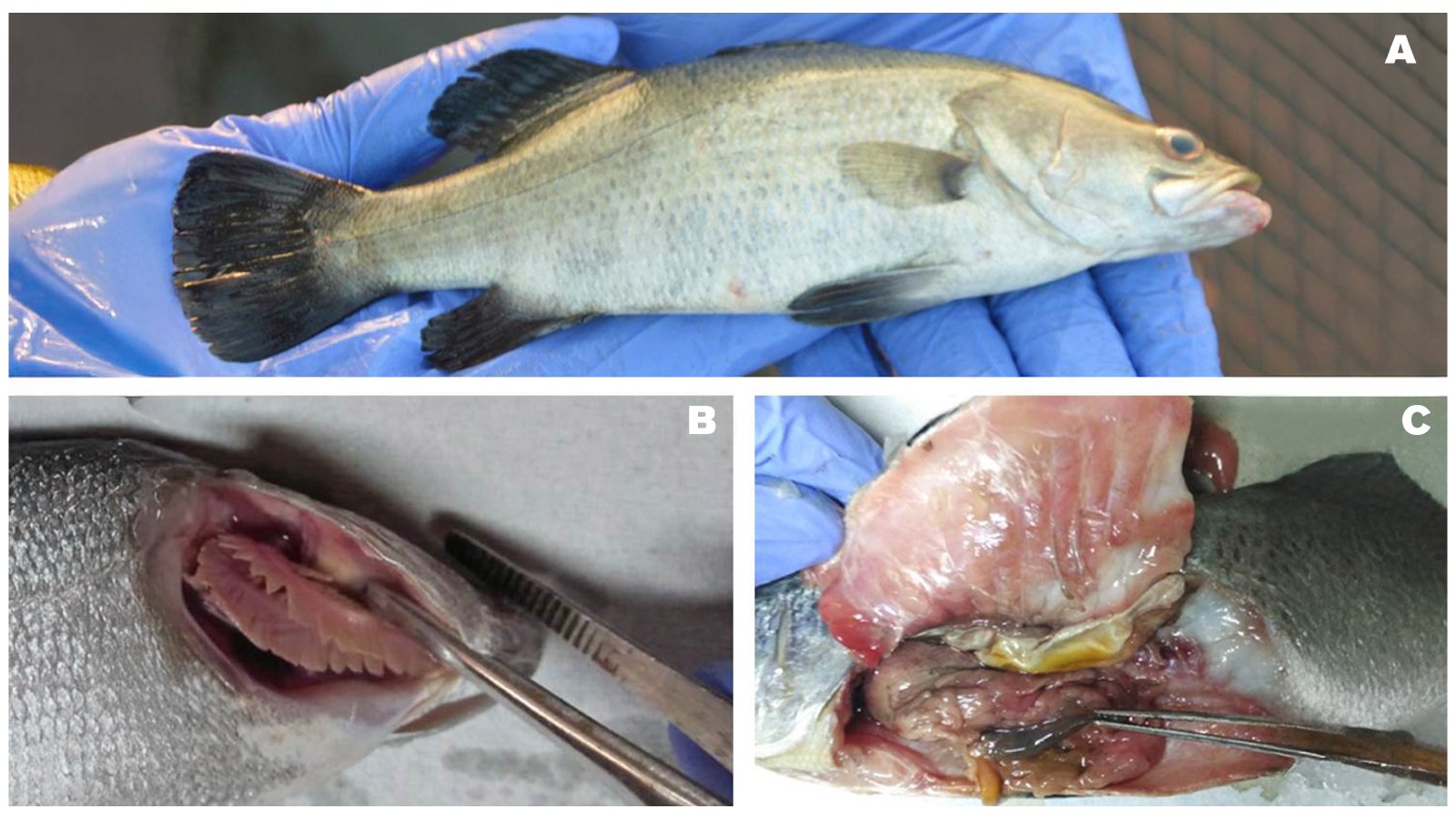 Figure 2. A Diseased Asian seabass; B Infected Asian seabass showing pale gills C Enlarged spleen of diseased Asian seabass.