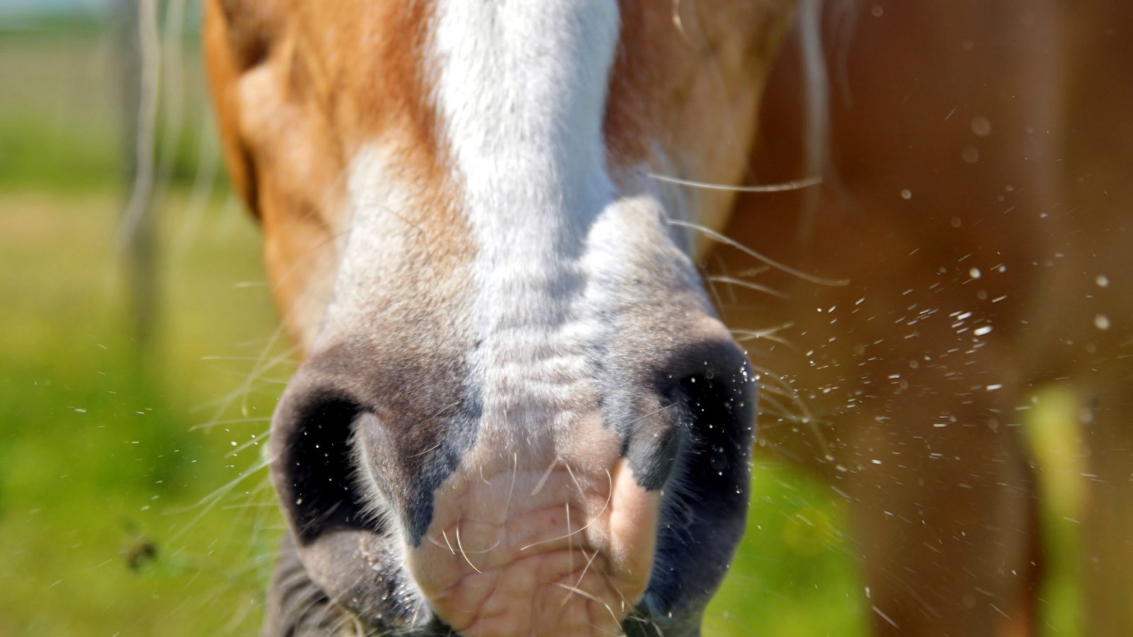 Figure 2. Sneezing and nasal discharge, with droplets expelled from the nostrils.
