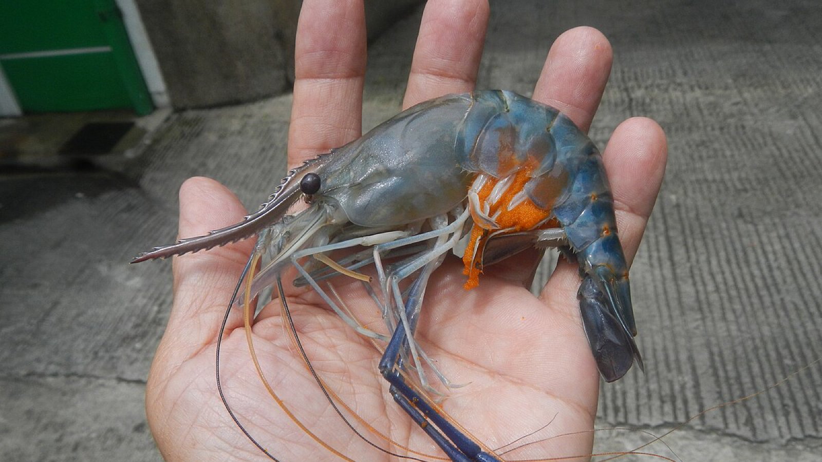 Figure 3. A giant freshwater prawn (Macrobrachium rosenbergii) shown in-hand, highlighting its sturdy body, long antennae, and the characteristic enlarged claws.