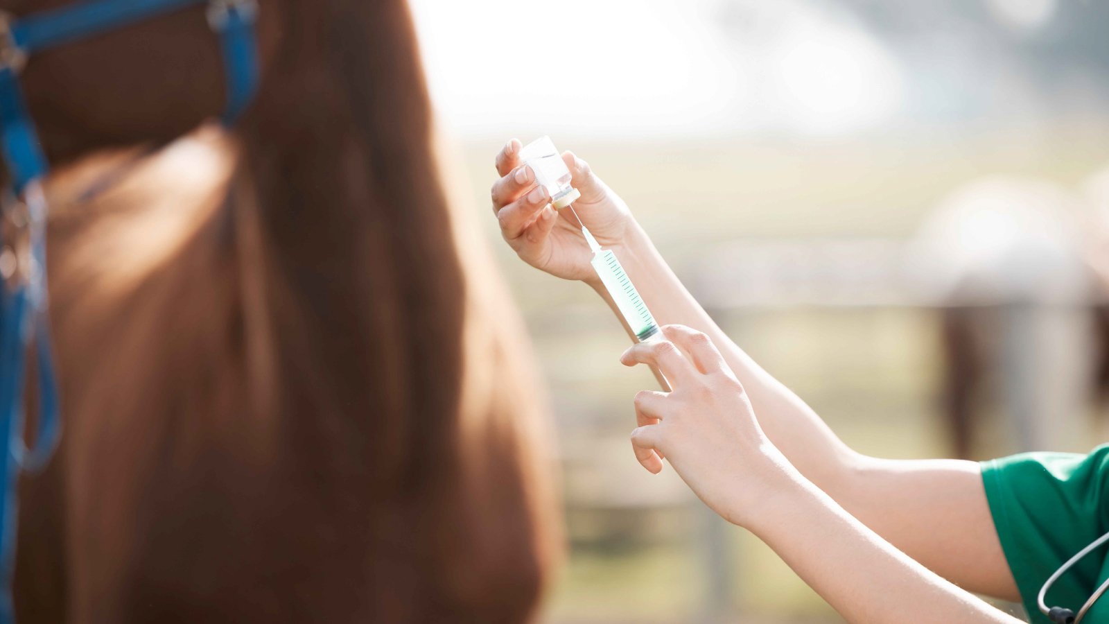 Figure 3. Administering an equine influenza vaccine injection to reduce infection risk and outbreak spread.