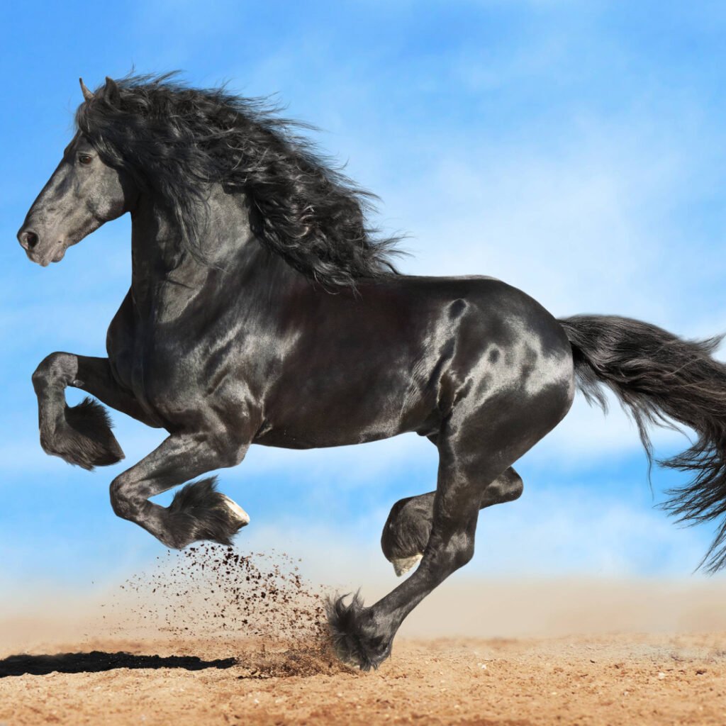 Equine Herpesvirus 1 (EHV-1) in horses