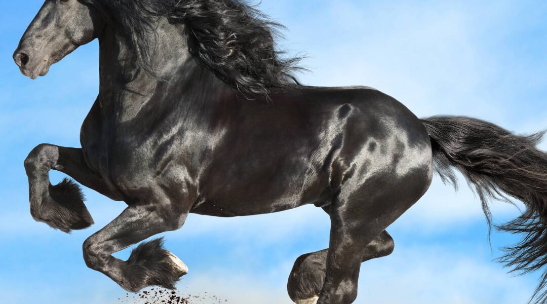 Equine Herpesvirus 1 (EHV-1) in horses