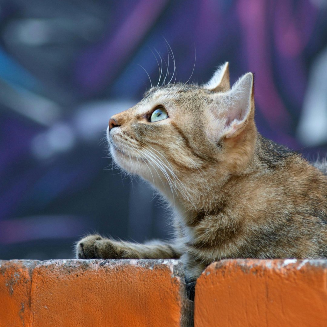 Feline Immunodeficiency Virus (FIV) in Cats