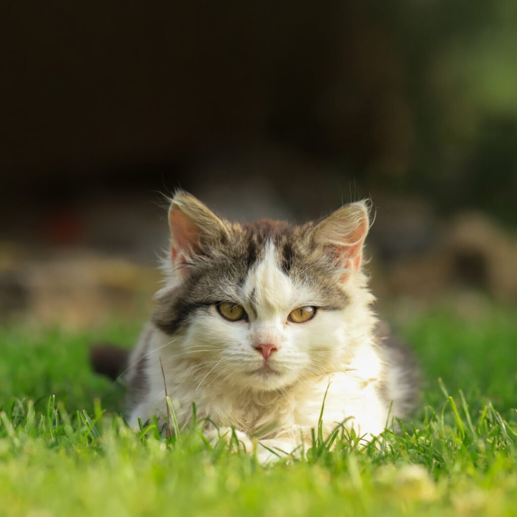 Feline Leukemia Virus (FeLV) in Cats