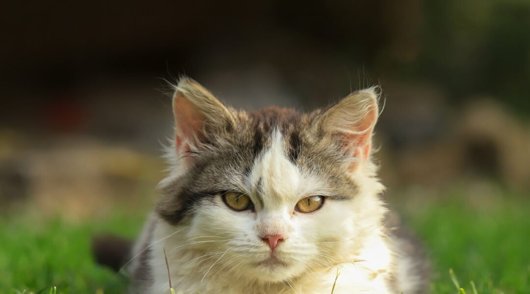 Feline Leukemia Virus (FeLV) in Cats