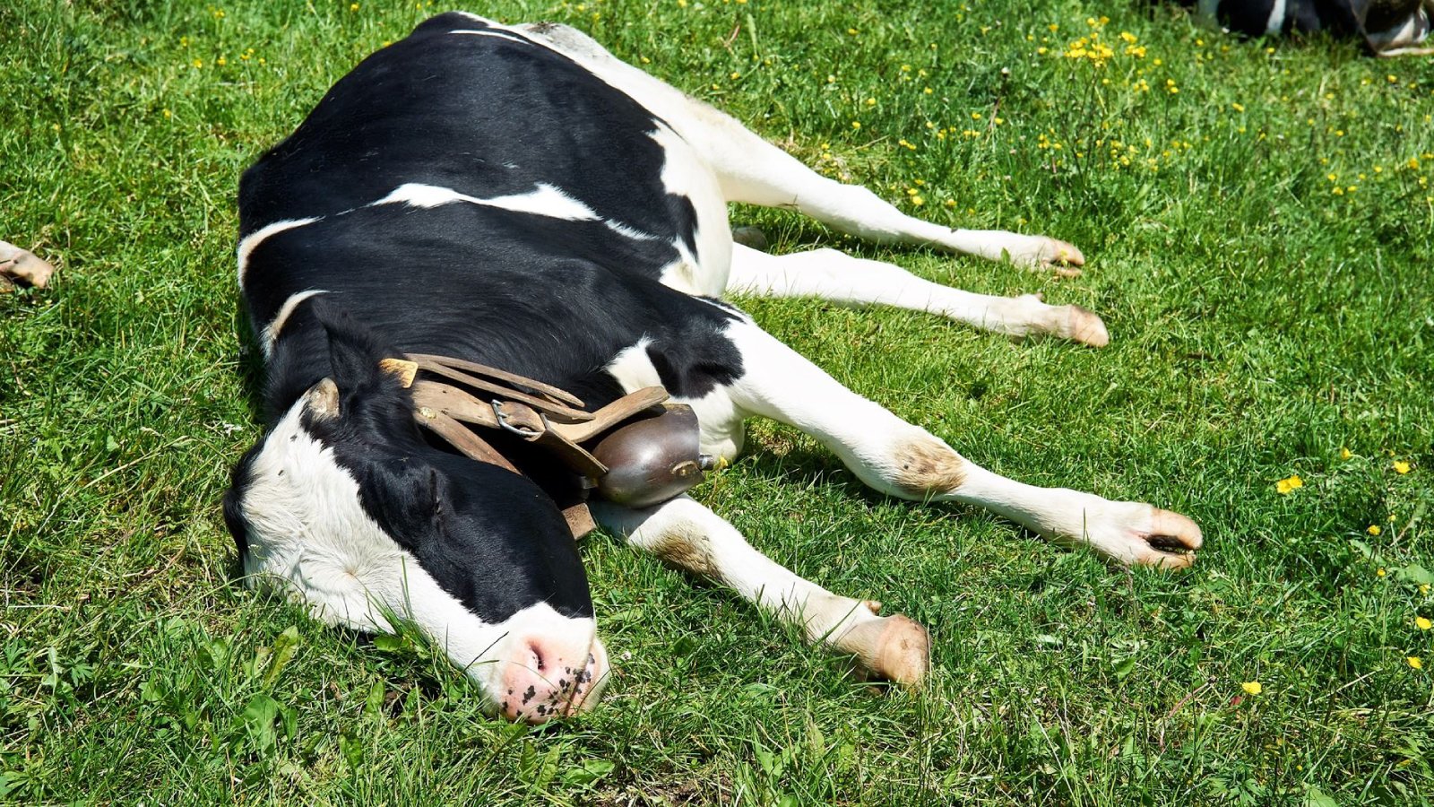 Figure 1. On farm veterinary assessment of a dairy cow with nonspecific signs where bovine coronavirus is part of the calf diarrhea and adult winter dysentery differential.