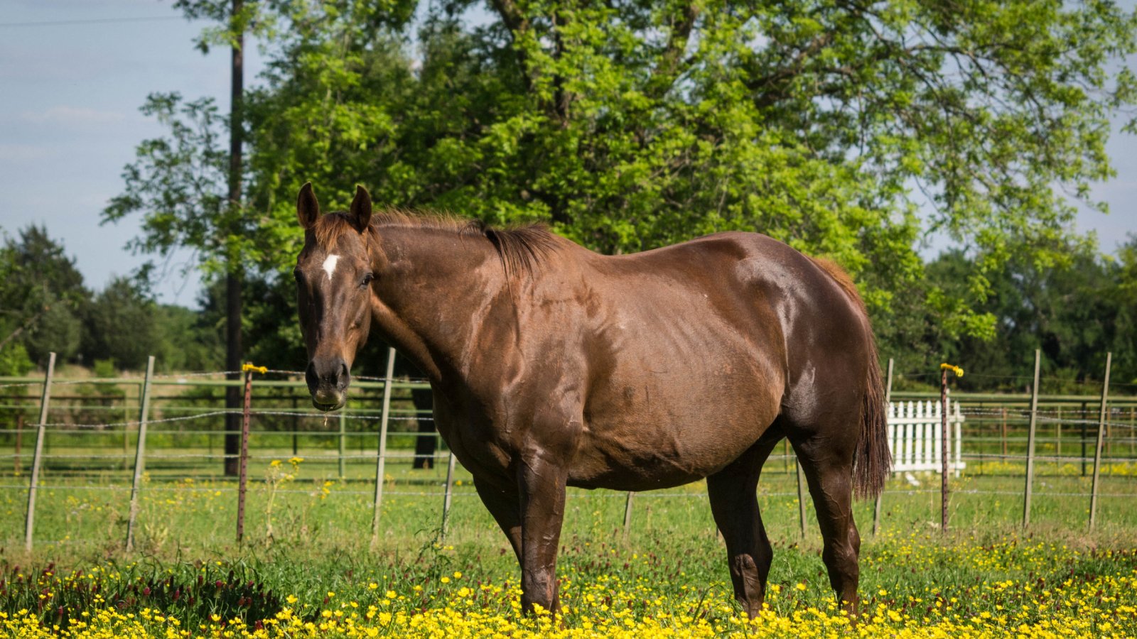 Figure 1. Pregnant mare in a pasture setting; EHV-1 infection in pregnancy may result in abortion weeks after exposure, sometimes with minimal or no prior respiratory signs.