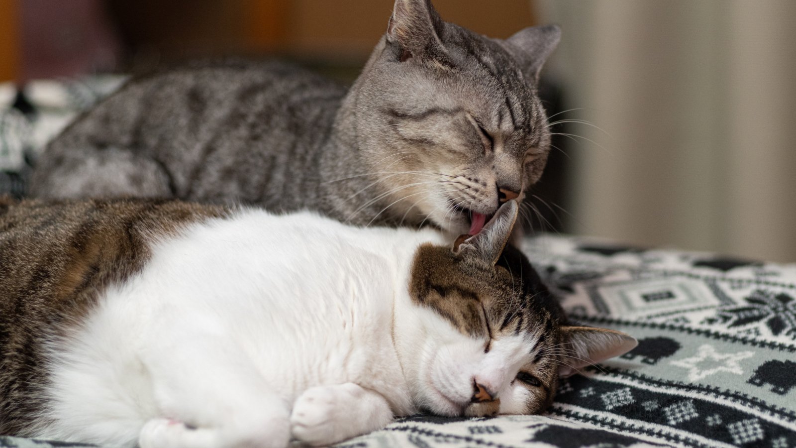 Figure 1. Two domestic cats resting together while mutual grooming, illustrating close contact behavior that can facilitate saliva mediated transmission of FeLV.