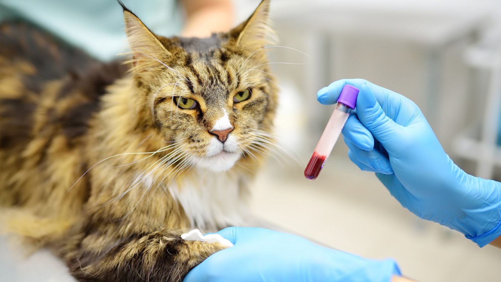 Figure 2. Blood sampling and clinical monitoring of a cat during supportive care for suspected or confirmed FeLV infection.