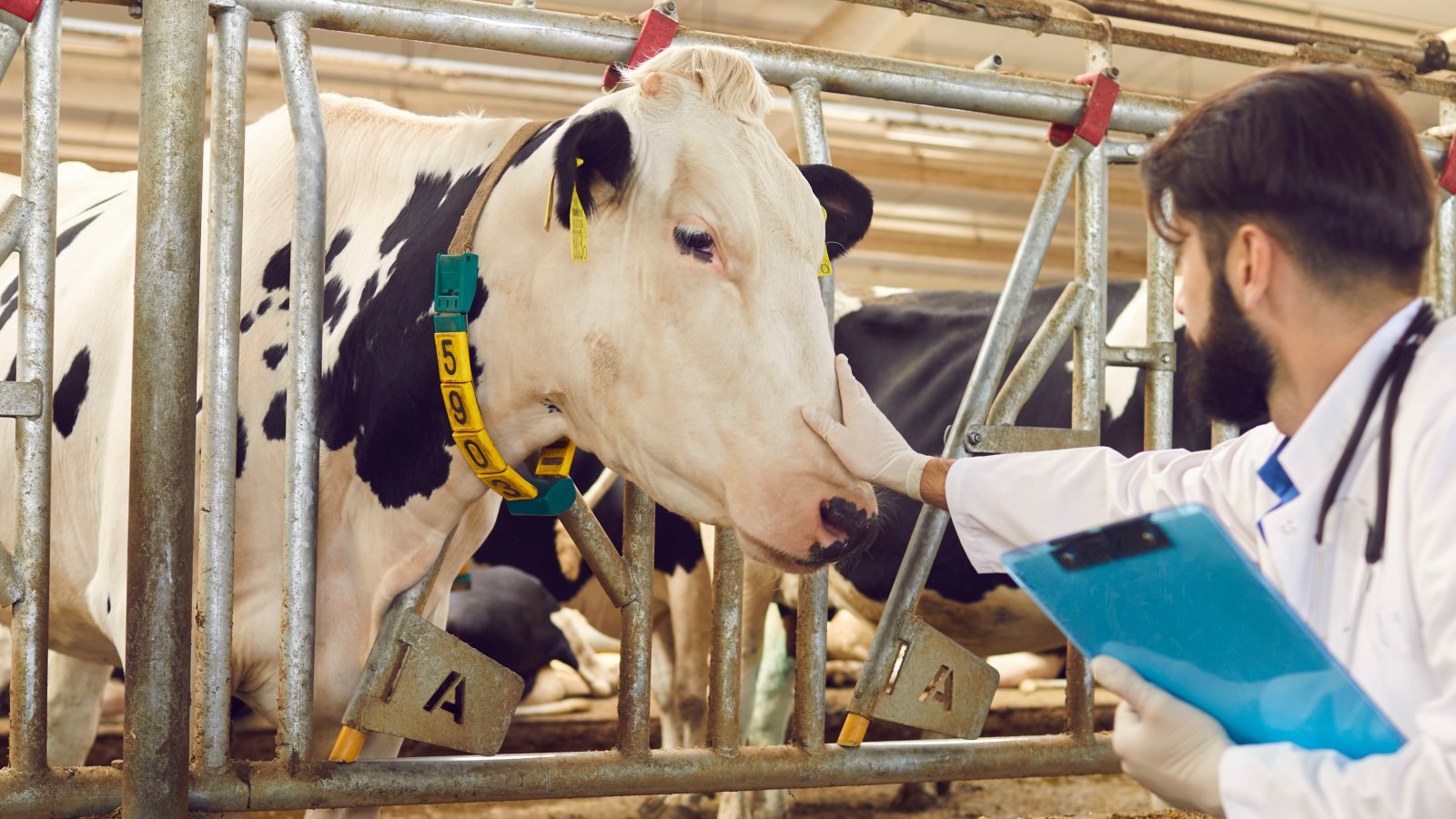 Figure 2. Supportive care is central in bovine coronavirus cases, with a focus on hydration, electrolyte replacement, and nursing management.