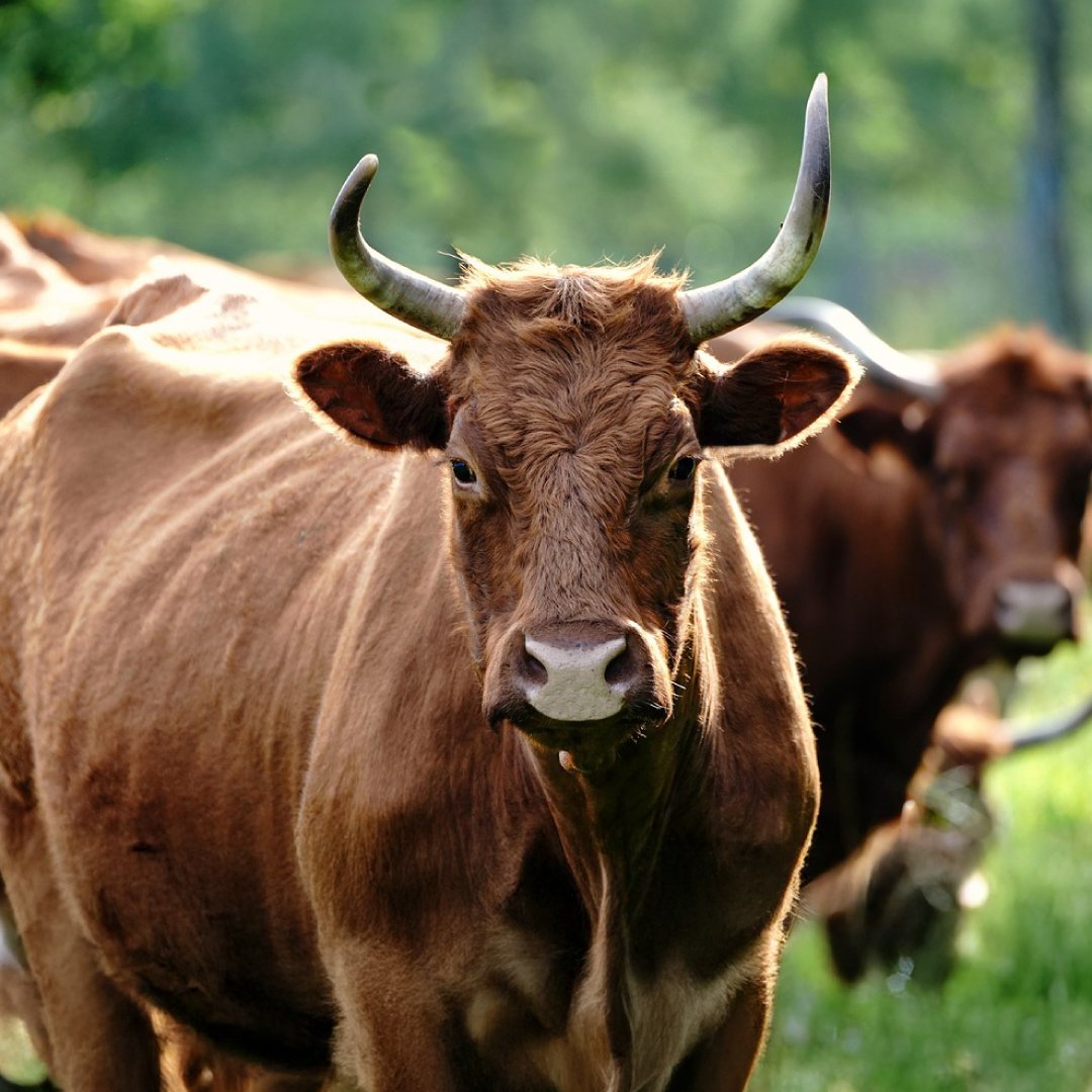 Bovine Coronavirus (BCoV) in Cattle: What Veterinarians and Producers Should Be Aware