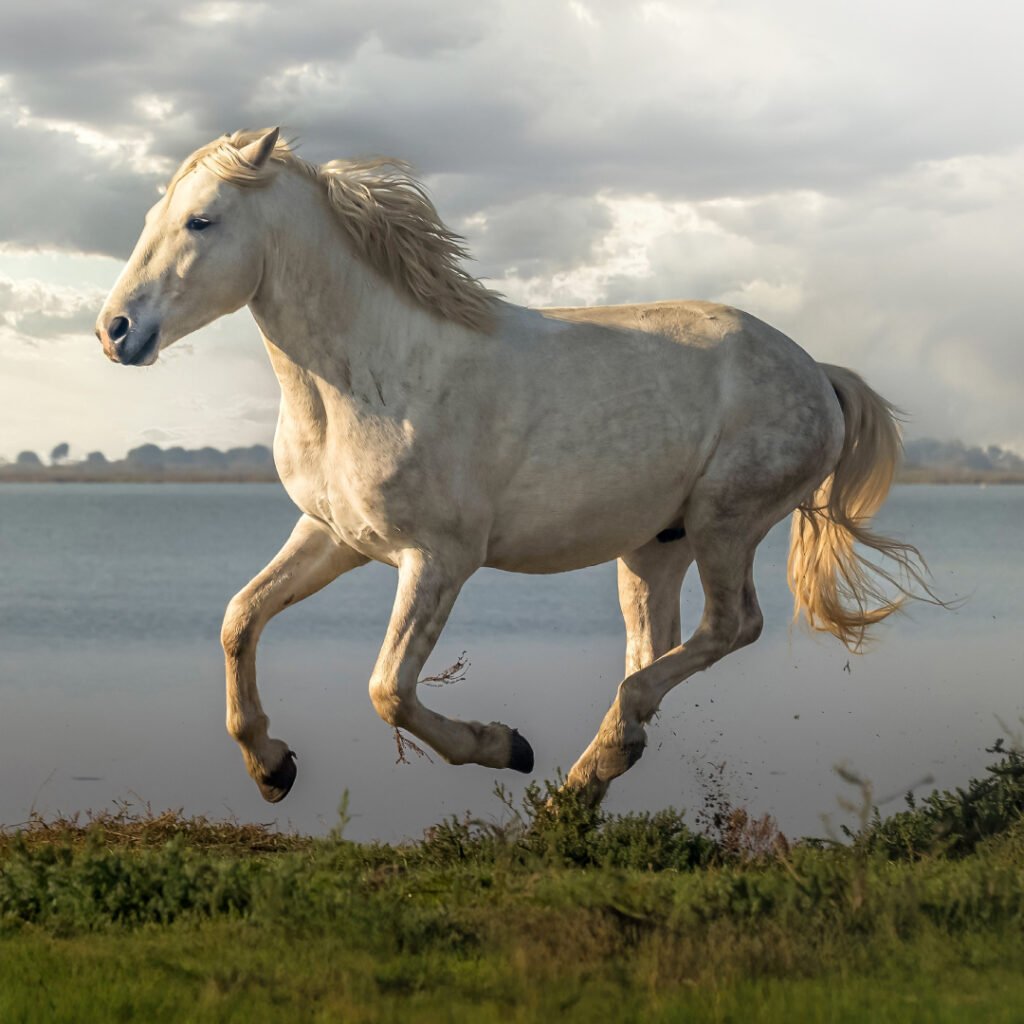 African Horse Sickness in Horses