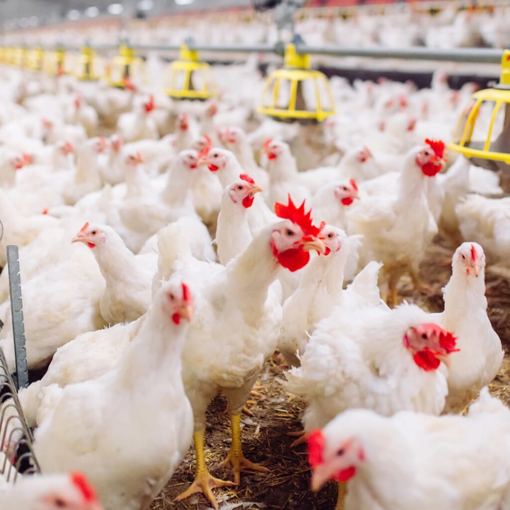 Avian Bordetella Bronchitis (Bordetellosis) in Poultry