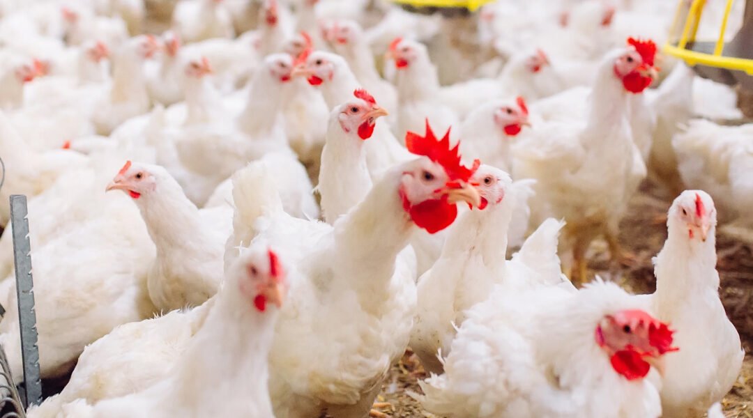 Avian Bordetella Bronchitis (Bordetellosis) in Poultry