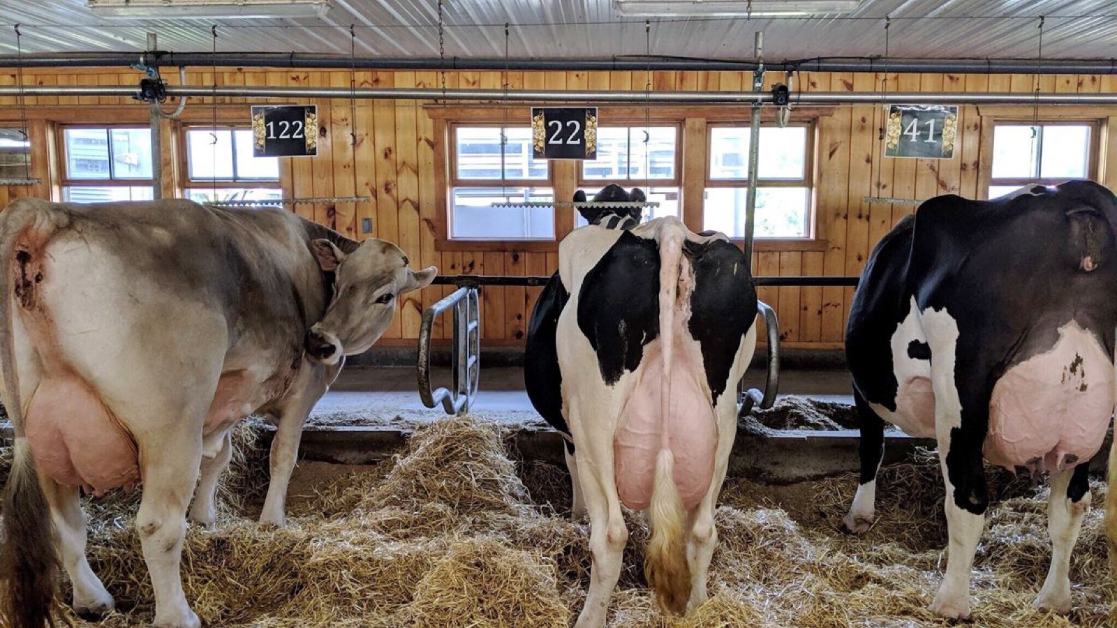 Figure 1. Close housing in barns increases prolonged contact and shared air space, which can facilitate aerosol spread of bovine TB within a herd.