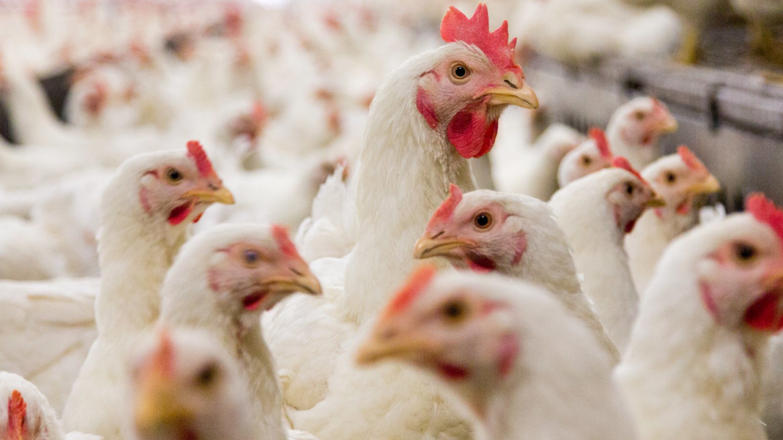 Figure 1. High stocking density and shared air space in poultry housing can facilitate rapid respiratory pathogen spread between birds.