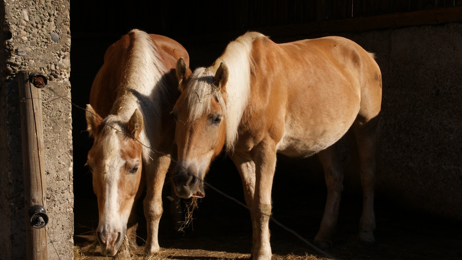 Figure 1. Horses in a stable environment where exposure to biting midges may contribute to AHSV transmission risk.
