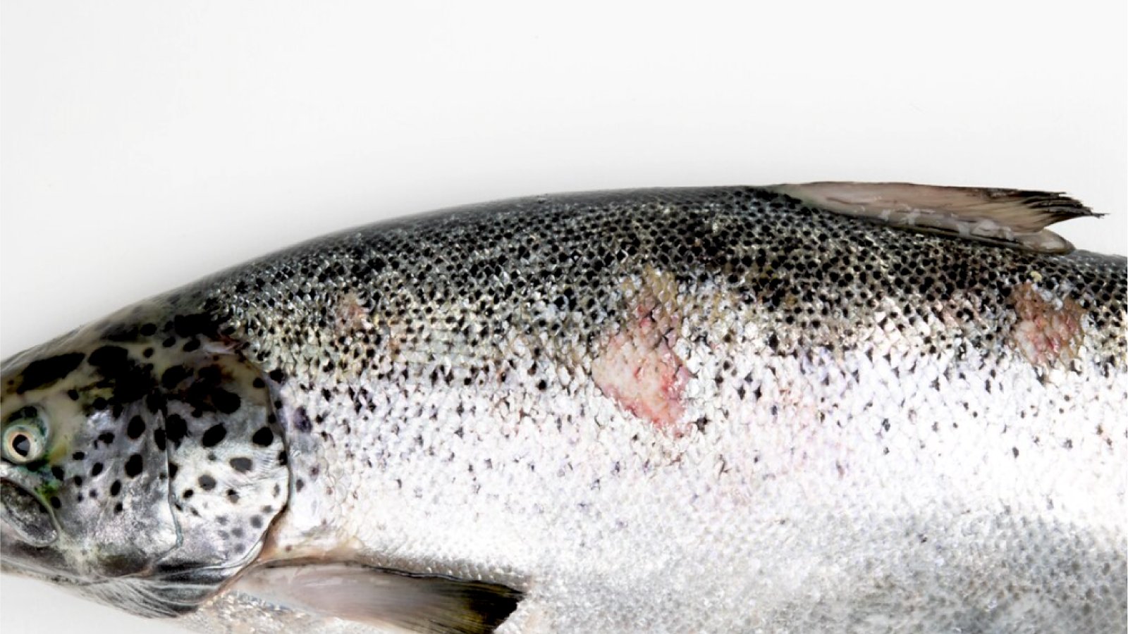 Figure 1. Lesions caused by Piscirickettsia salmonis in fish