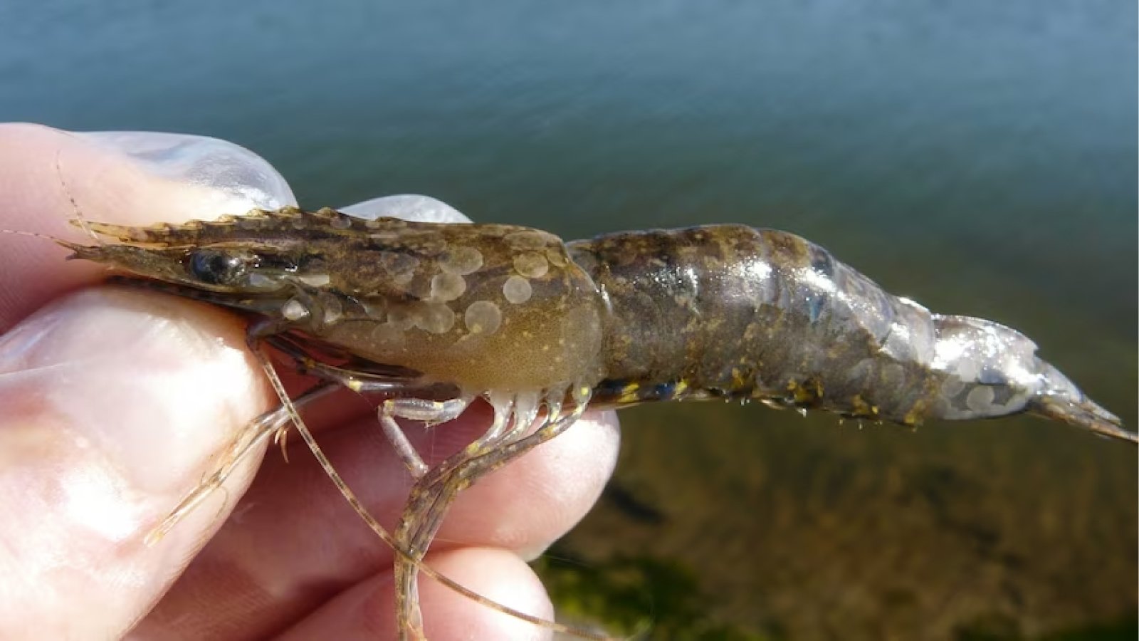 Figure 1. White spots on the prawn’s carapace, a common external sign reported in white spot disease outbreaks.