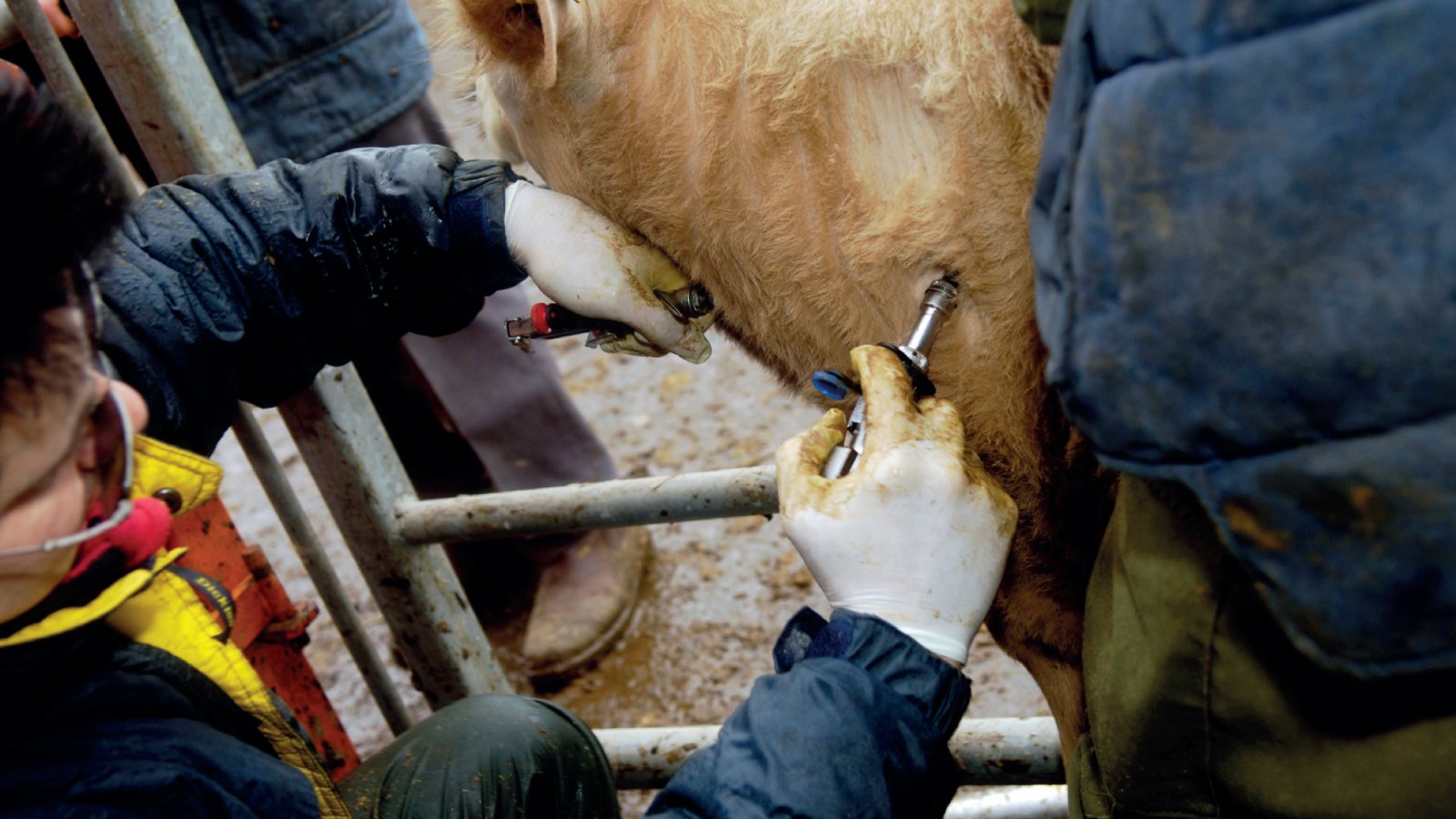 Figure 2. Tuberculin skin testing in cattle as part of bTB surveillance and investigation of clinically suspected cases.