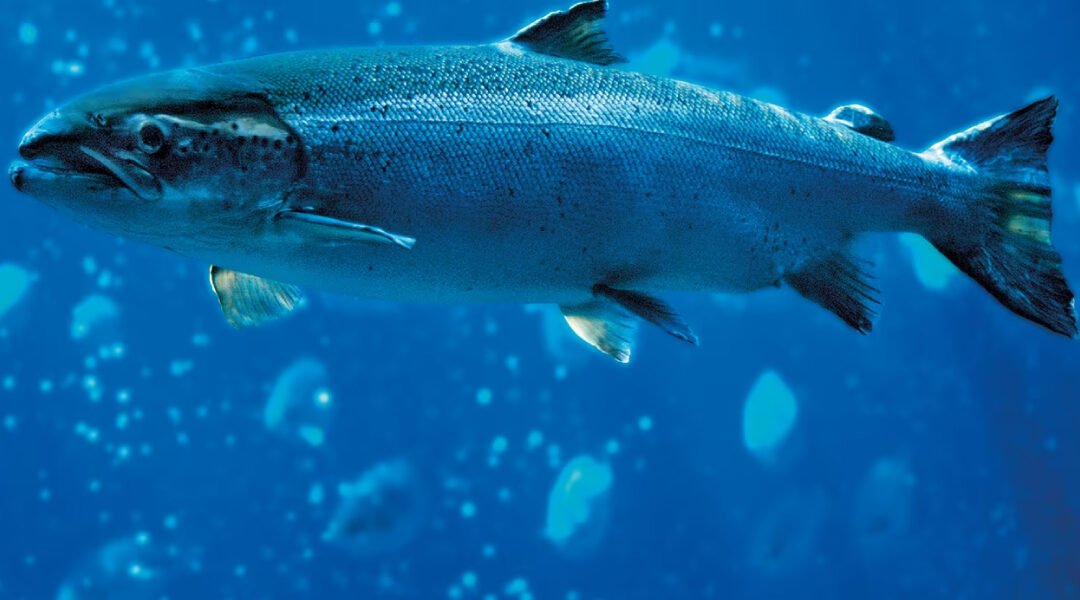 Salmonid Rickettsial Septicaemia (SRS) in Fish