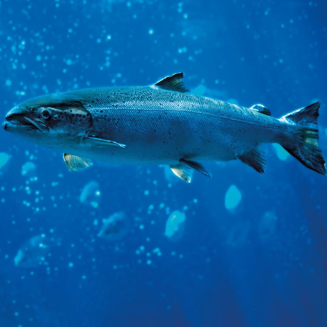 Salmonid Rickettsial Septicaemia (SRS) in Fish