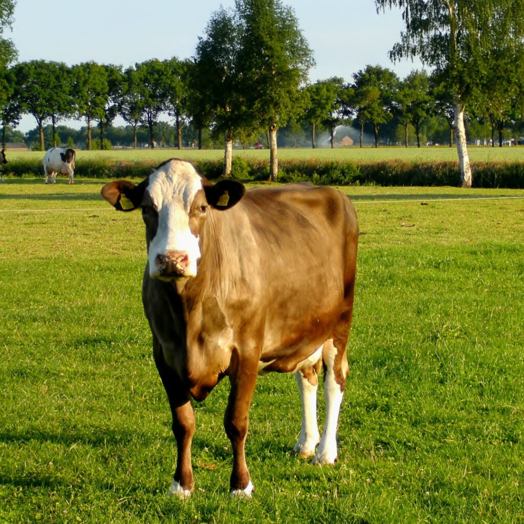 Bovine Tuberculosis (bTB) in Cattle