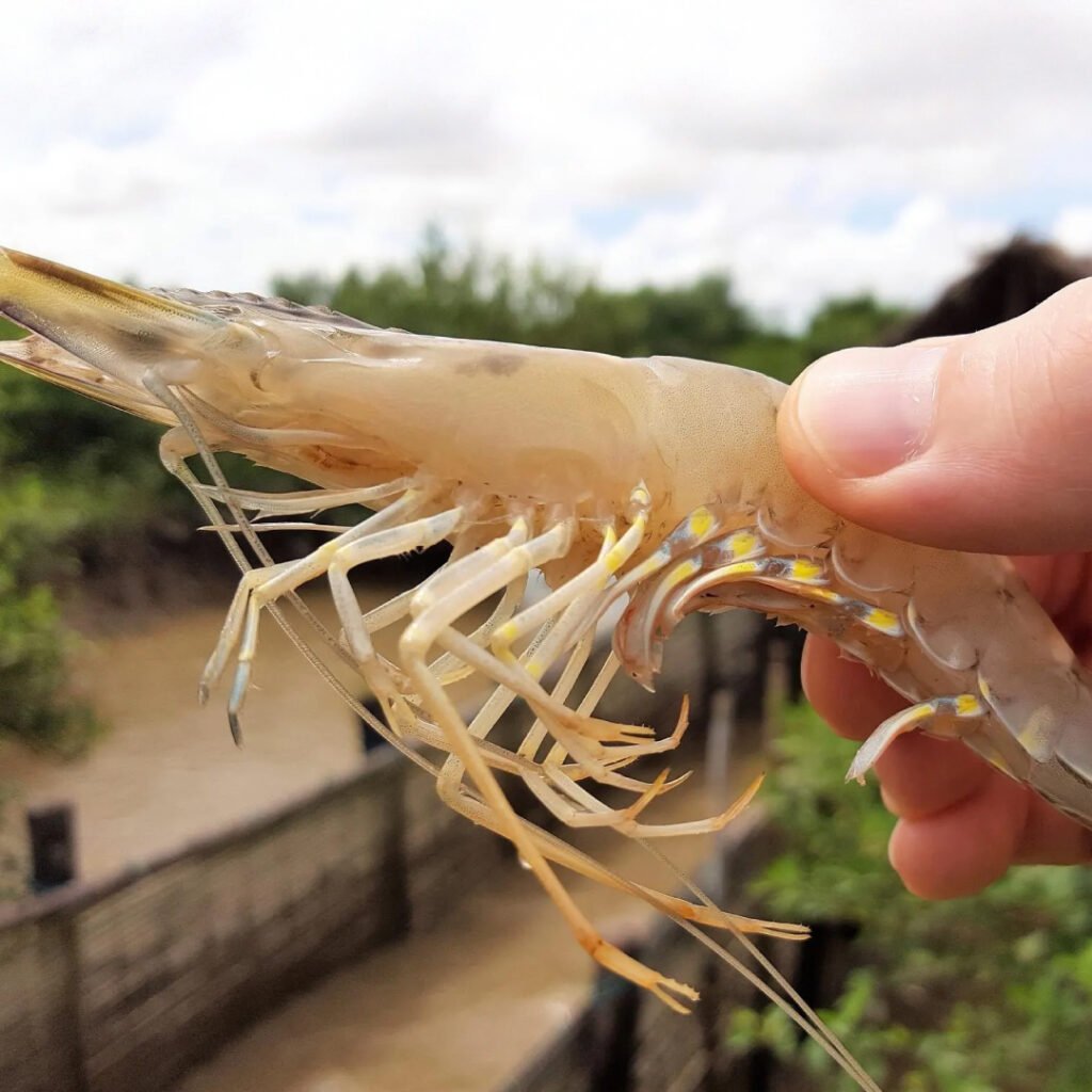 White Spot Syndrome Disease (WSSD) in Shrimp