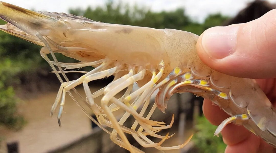 White Spot Syndrome Disease (WSSD) in Shrimp