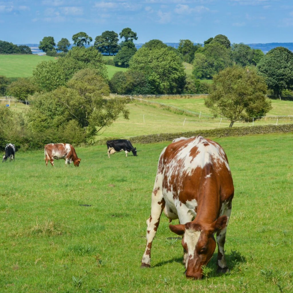 Clostridium perfringens in Cattle: What Veterinarians and Producers Should Know