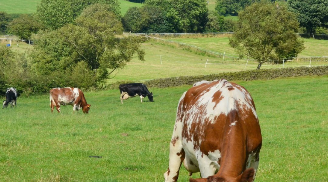 Clostridium perfringens in Cattle: What Veterinarians and Producers Should Know