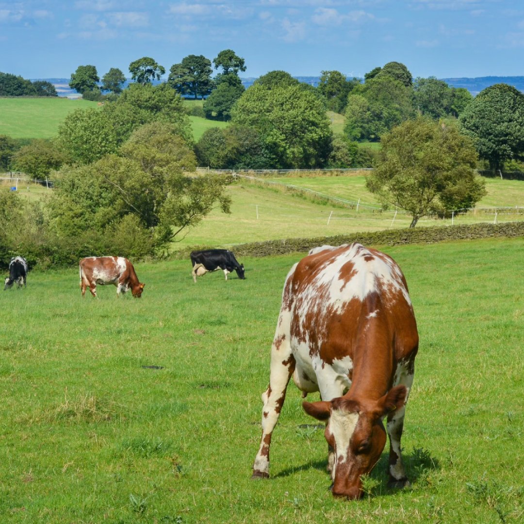 Clostridium perfringens in Cattle: What Veterinarians and Producers Should Know